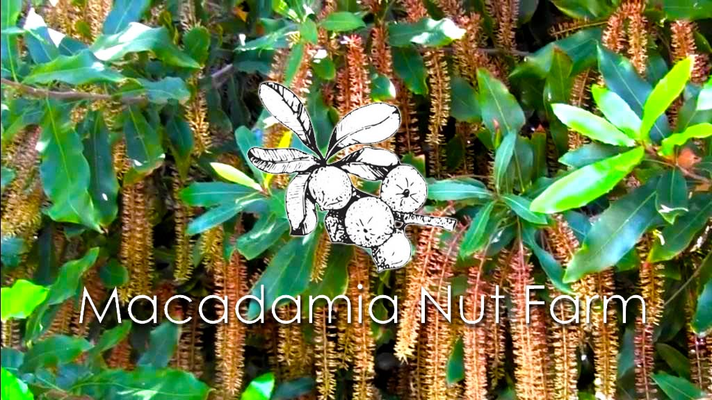 Macadamia Nuts Farm on Oahu Circle Island